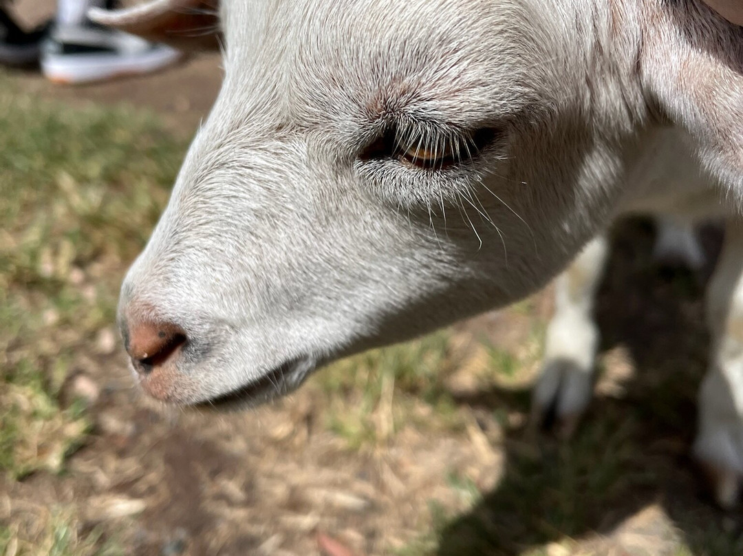 Splitters Farm-邦德堡必去景点