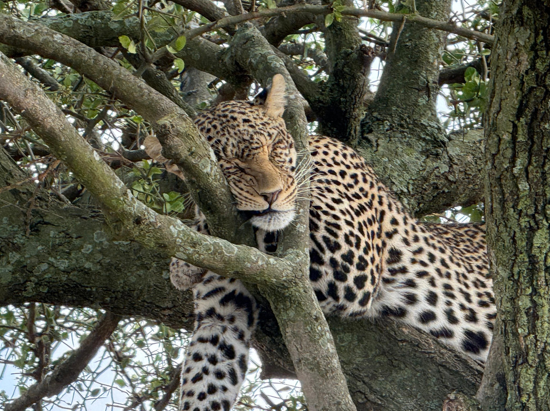 Masumin car hire & safaris-姆万扎必去景点