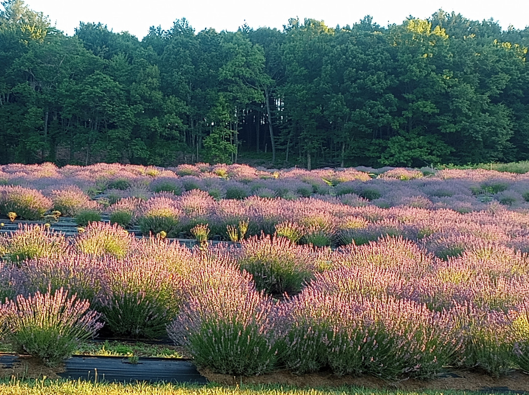 Quiet Hills Lavender Farm-Palmerton必去景点