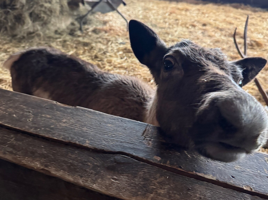 Elevage de Rennes-梅杰夫必去景点