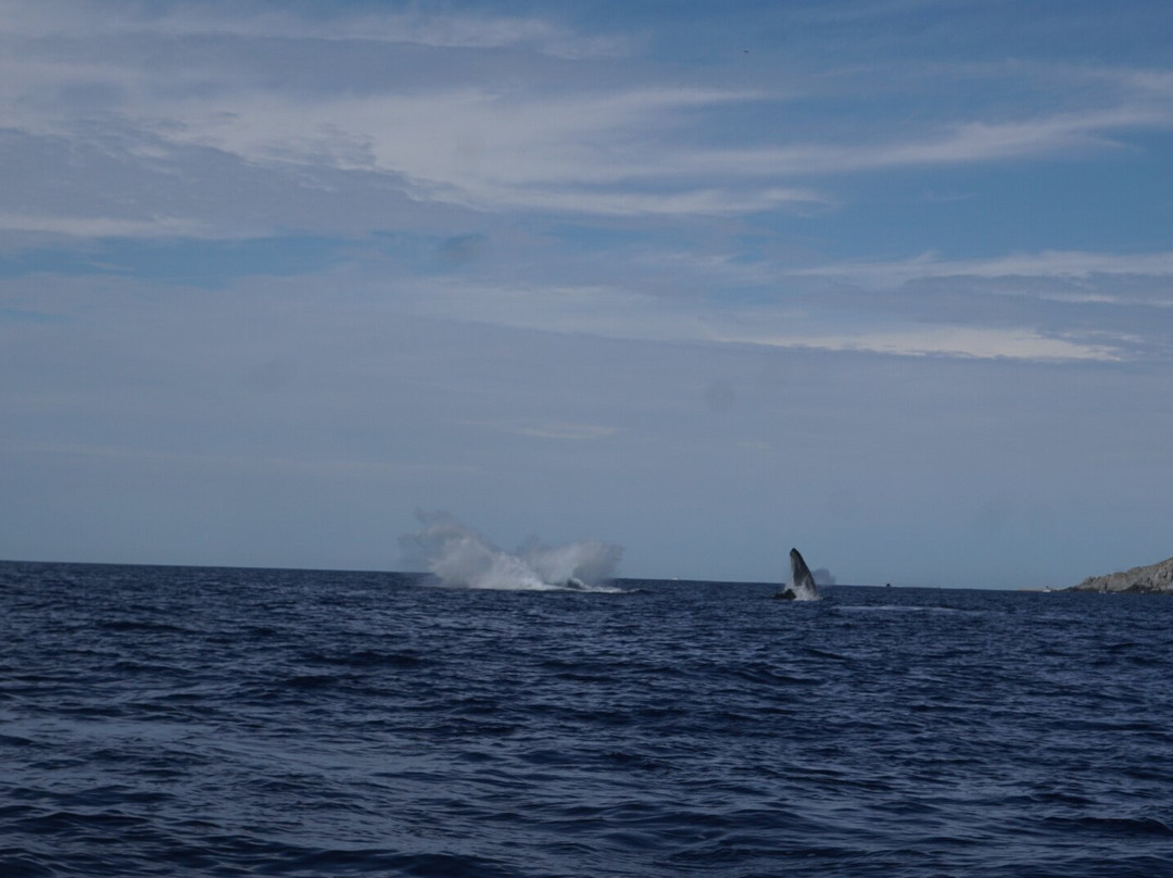 Proyecto Cetáceo-卡波圣卢卡斯必去景点