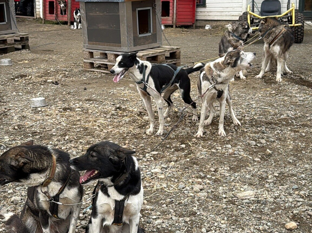 Northern Light Dog Adventure-Nordkjosbotn必去景点