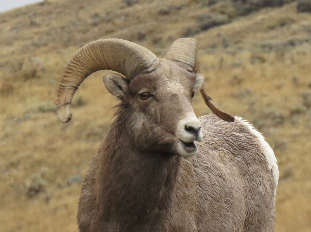 Yellowstone Wild-加德纳必去景点