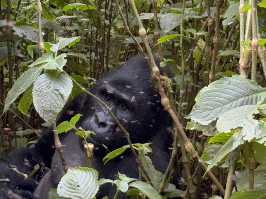 Gorilla Safari Consultants-坎帕拉必去景点