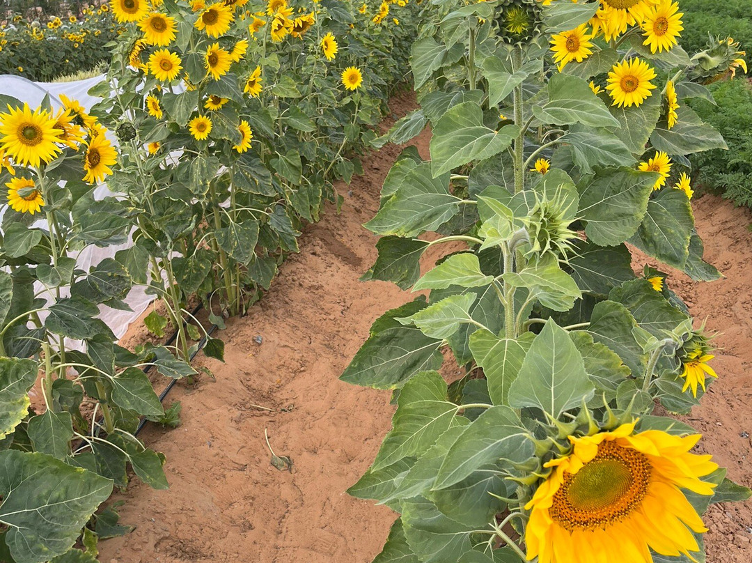 Emirates Bio Farm-阿布扎比酋长国必去景点