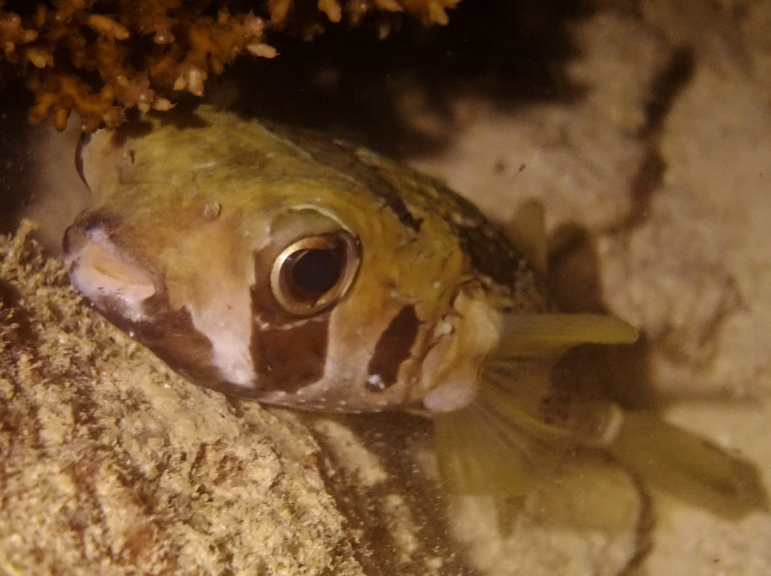 Himmafushi Scuba Adventure-Himmafushi Island必去景点
