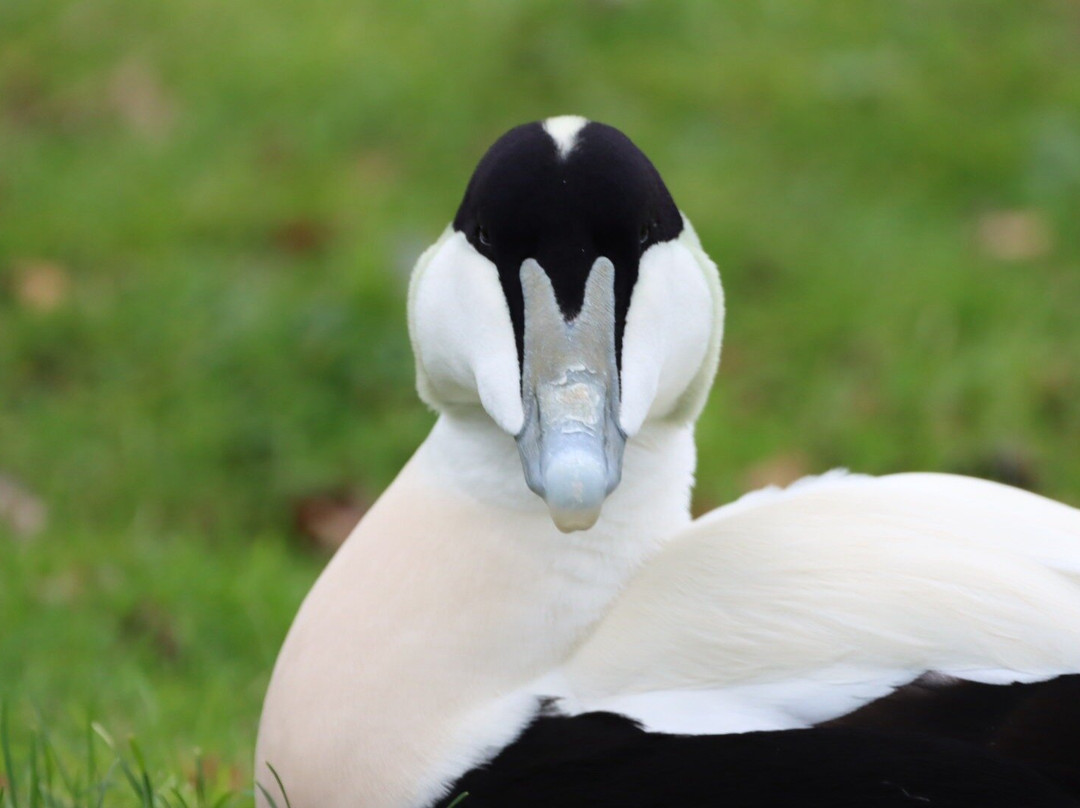 WWT Washington Wetland Centre-Washington必去景点