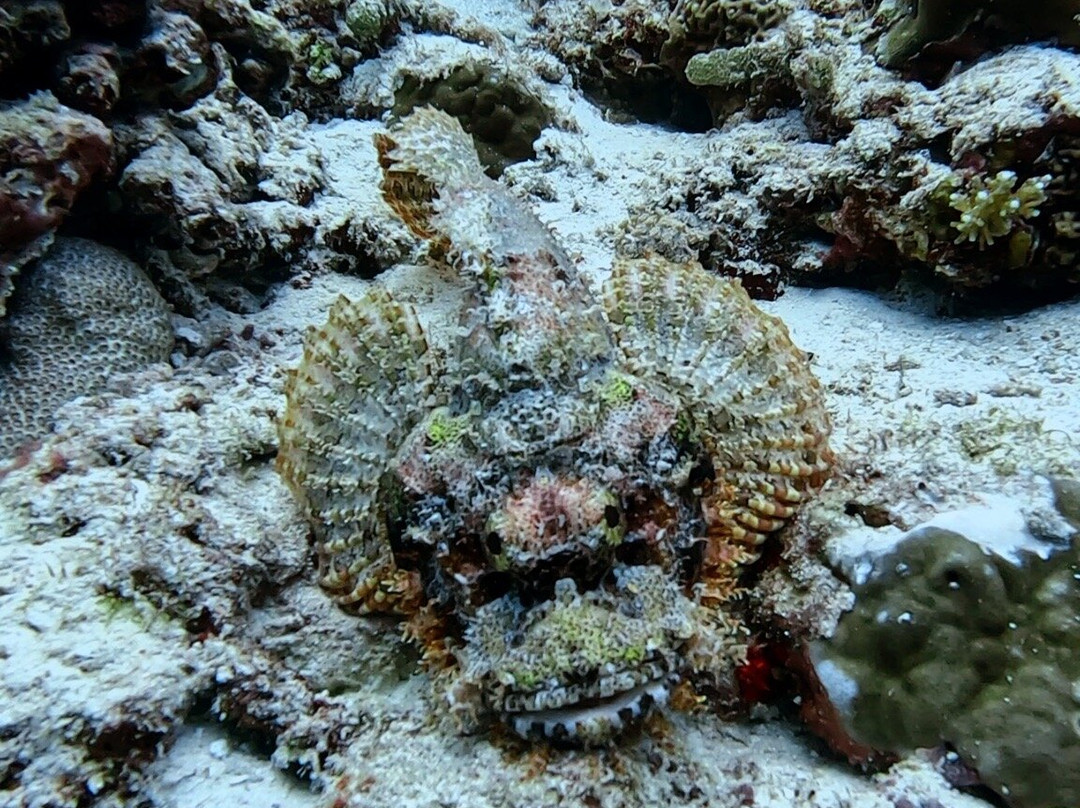 Euro-Divers Dhigali-Meedhoo必去景点