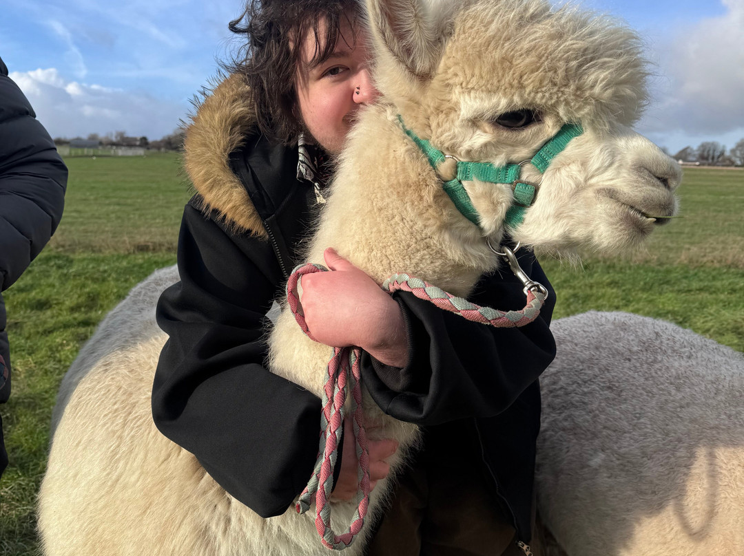 Natterjack Alpacas-Ormskirk必去景点