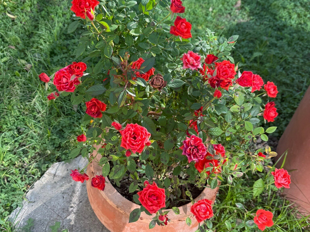 Botanical Garden of the University of Szeged-塞格德必去景点