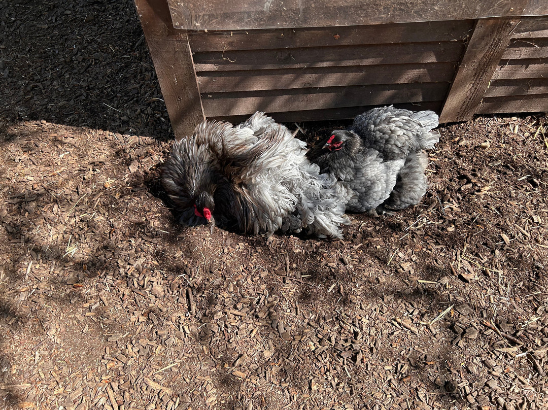 Promenade Park Petting Zoo