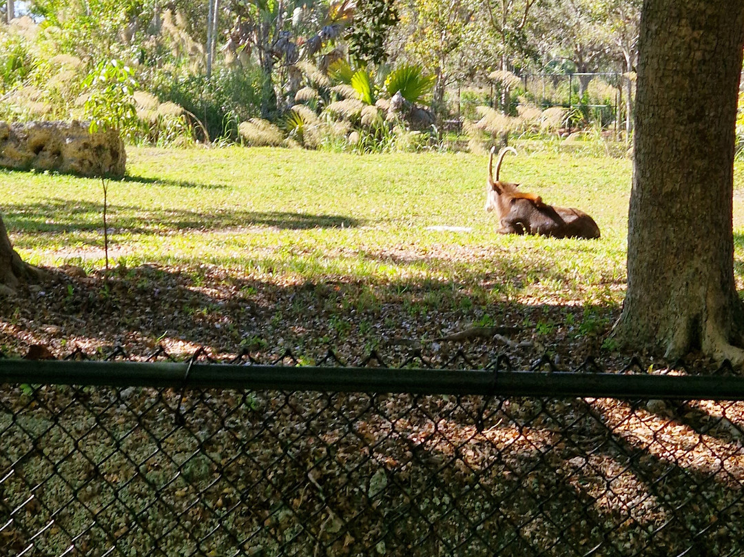 迈阿密动物园-迈阿密必去景点