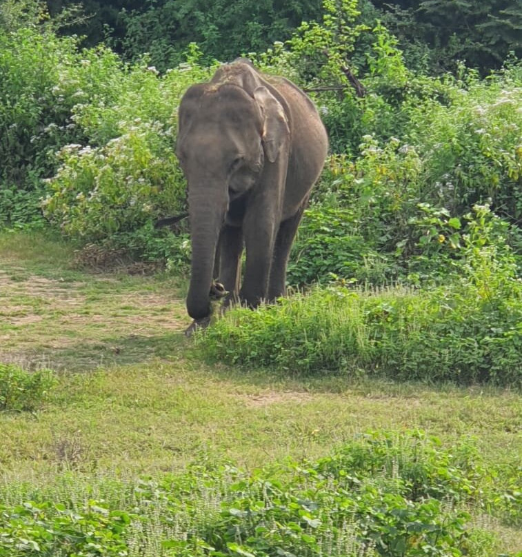 Udawalawe Lahiru Safari Guide Tours-乌达瓦拉维国家公园必去景点