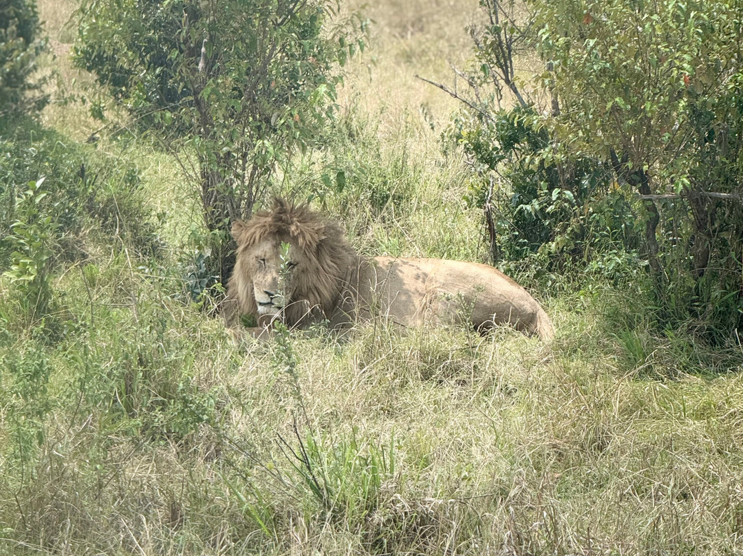 Wasili Kenya Safaris-内罗毕必去景点