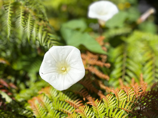 Patagonika Tour Operador-巴拉斯港必去景点