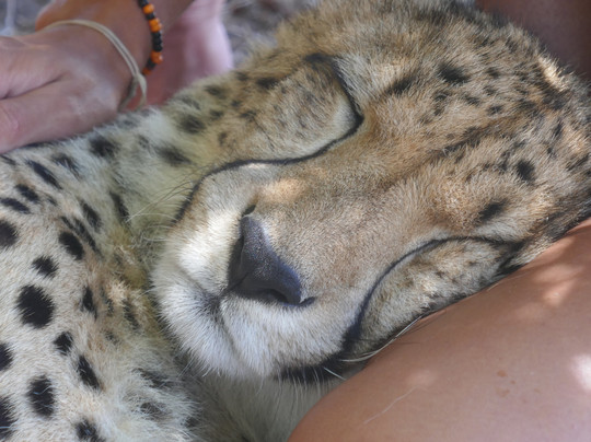 Cheetah Outreach - Somerset West-西索美塞必去景点