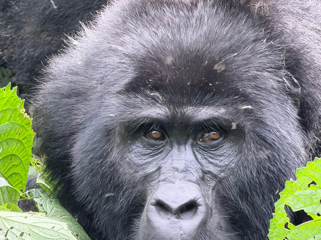 Rwanda Gorilla Trek - Day Tours-Huye必去景点