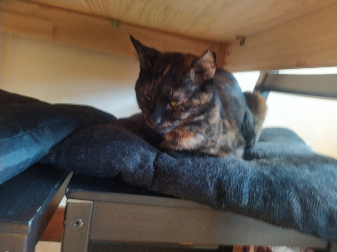 Jackson's Rescue Cat Cafe