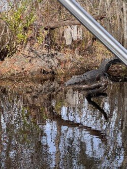 Okefenokee National Wildlife Refuge-Folkston必去景点