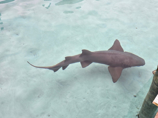 Island Routes-拿骚必去景点
