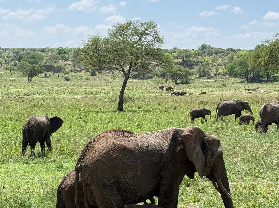 African Scenic Safaris-莫西必去景点