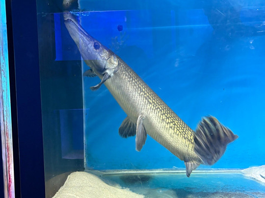 India Seashell Museum-玛玛拉普蓝必去景点