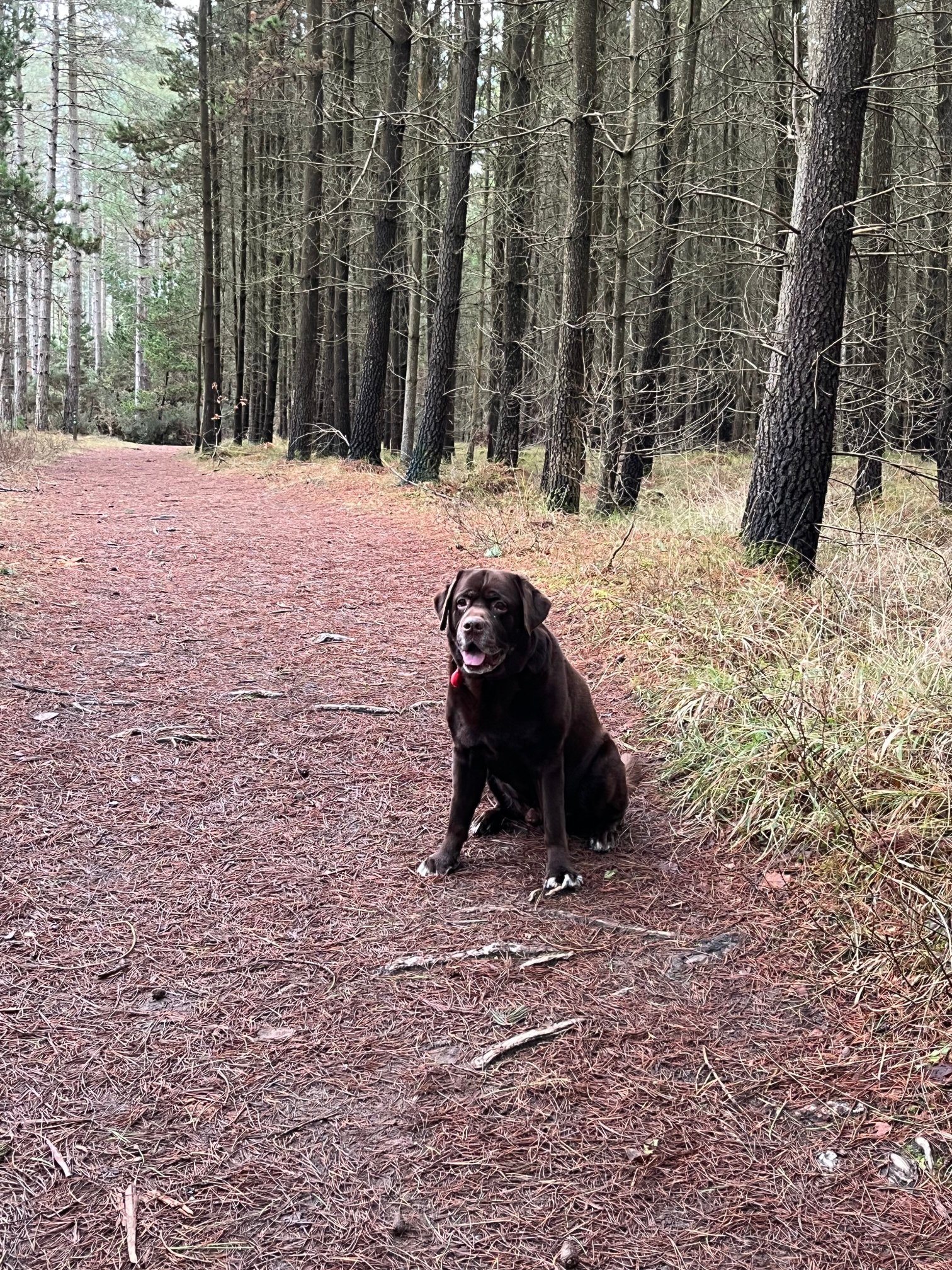 The Bulkeley Hotel-官方