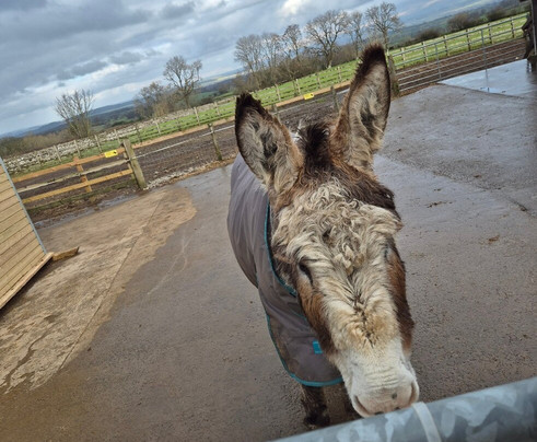Barnhill Donkeys Retreat Sleagill-Sleagill必去景点