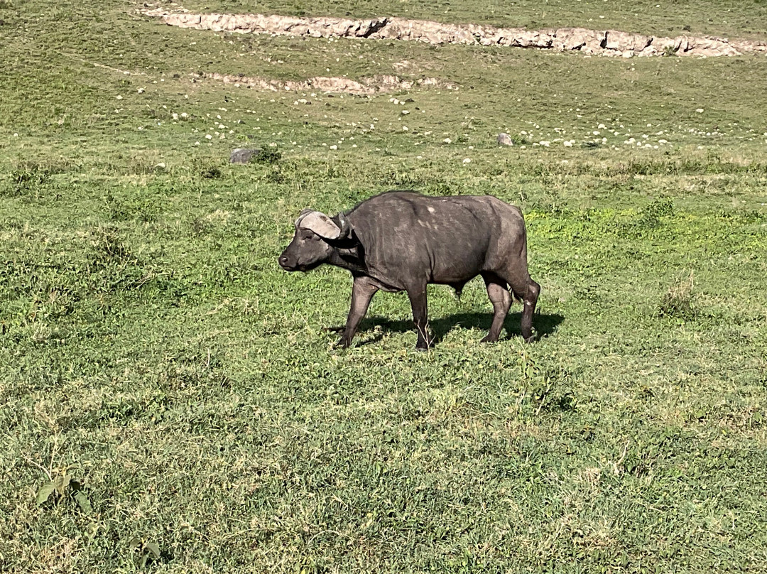 East Africa Adventure Tours and Safaris-马赛马拉国家野生动物保护区必去景点