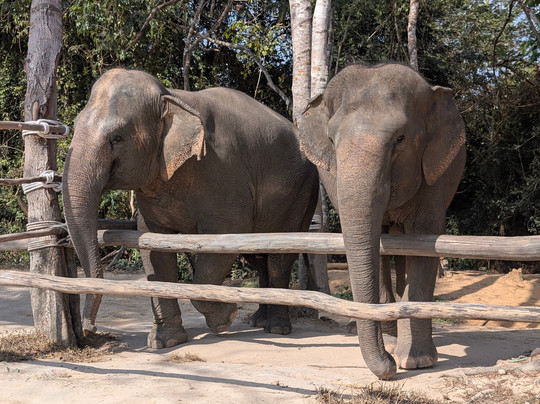 Kulen Elephant Forest-暹粒必去景点