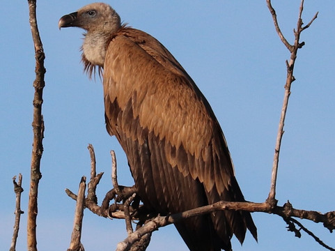 Discovering Donana-El Rocio必去景点