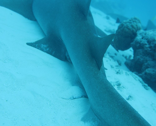 OK Maldives-马累必去景点