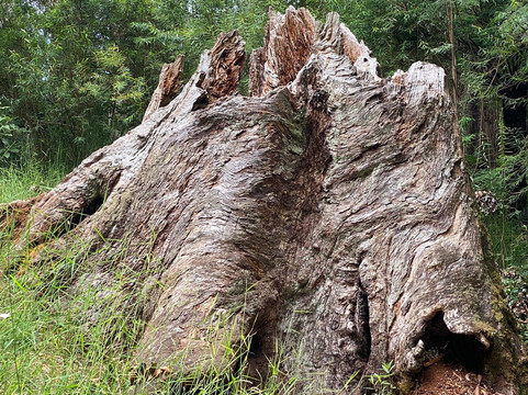 梅茨雷斯特热带雨林-阿波罗湾必去景点