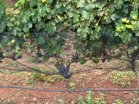 Vinícola Dejota-Pardinho必去景点