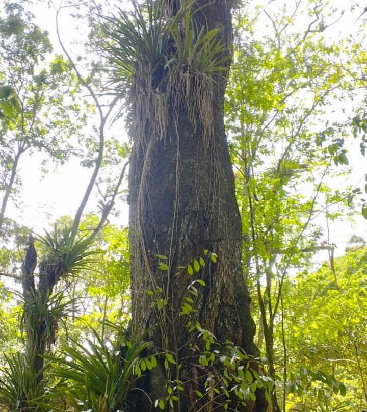 Trilha do Cafe - Sítio Aguas Finas-Guaramiranga必去景点
