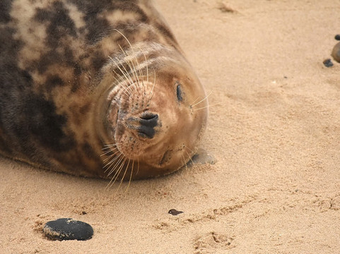 Horsey Beach-Horsey必去景点