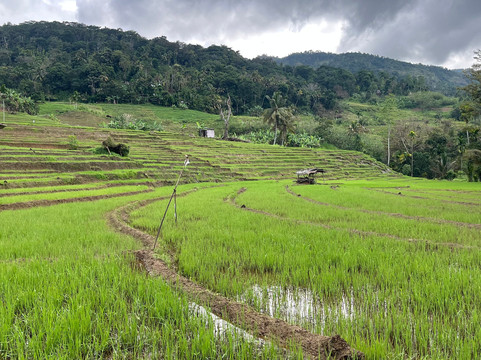 Sri Lanka Trekking-康提必去景点
