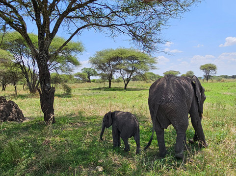 Tanzania-Safari-阿鲁沙必去景点
