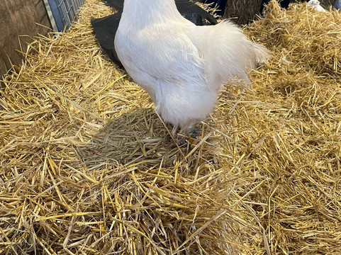 Farm Stop-Portlethen必去景点