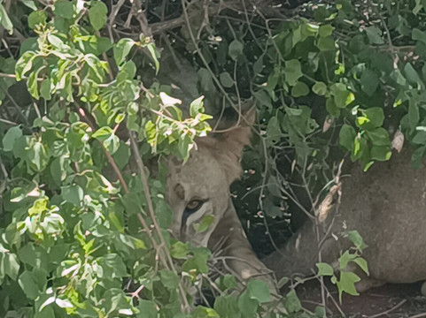 Kenya Safari Con Kassim Luigi-瓦塔木必去景点
