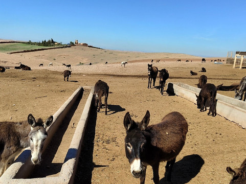 Jarjeer Mules-Oumnass必去景点