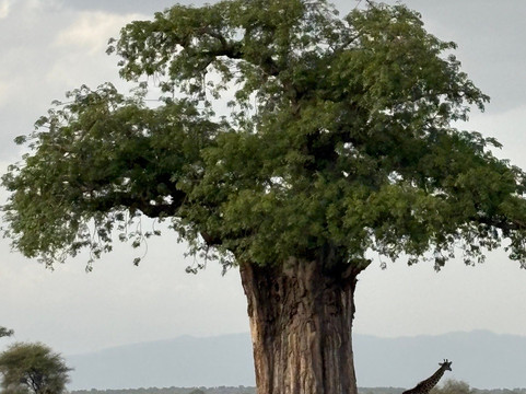 Base Camp Tanzania-阿鲁沙必去景点