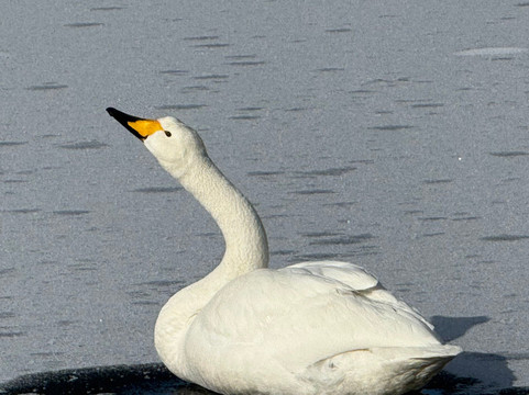 屈斜路湖-弟子屈町必去景点