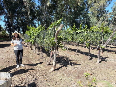 Bodega Alfredo Roca-圣拉斐尔必去景点