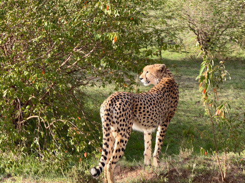 Perfect Safaris Africa-内罗毕必去景点