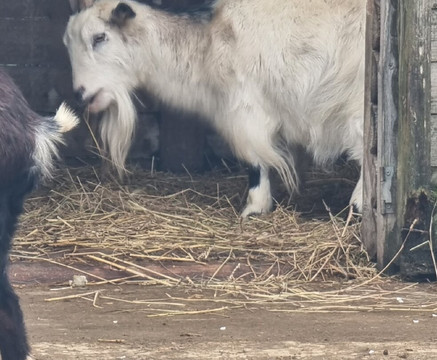 Wingham Wildlife Park-Wingham必去景点