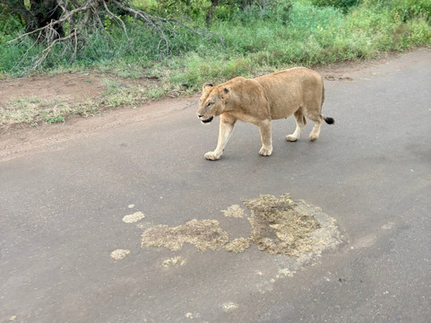 Discover Kruger Safaris-库马堤港必去景点