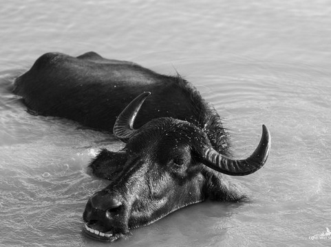 Come Visit Sri Lanka-康提必去景点