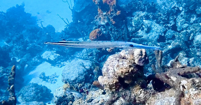 The Diveshop Curacao-威廉斯塔德必去景点