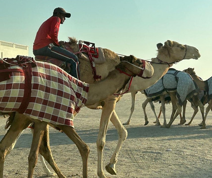 Al Shahaniya Racetrack-Ash-Shahaniyah必去景点